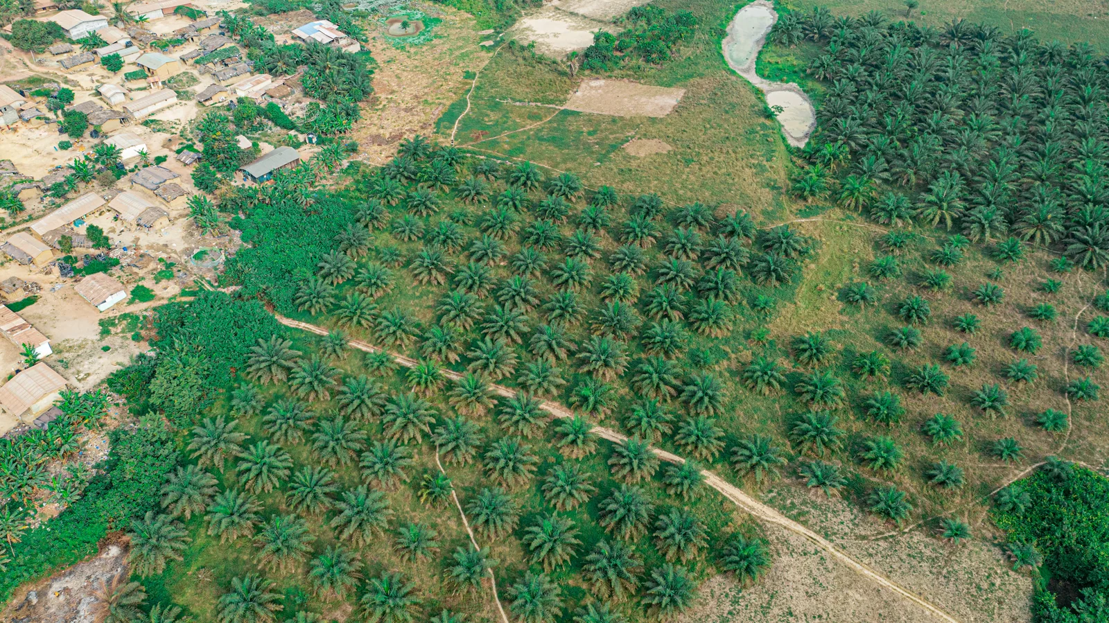 Agricultural landscape in Côte d’Ivoire, 2023. Context photograph.